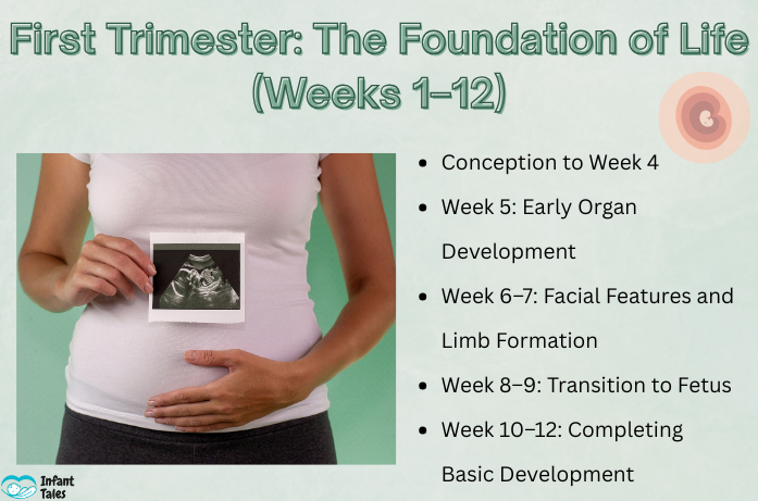 First Trimester Week By Week Development 3 Prenatal Development stages: Baby Growth and Milestones