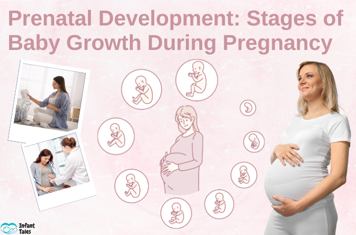 Prenatal Development