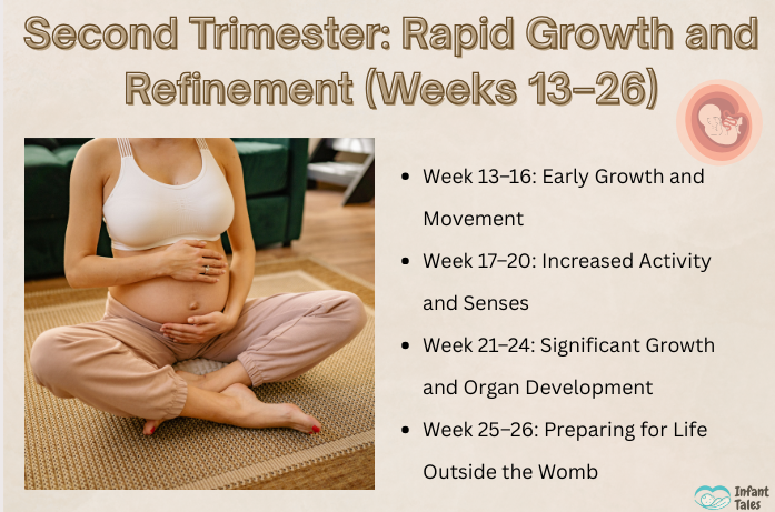 3 Prenatal Development stages: Baby Growth and Milestones